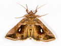Dewick's Plusia
